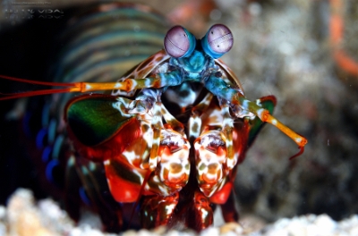 Philippines 2023 - Anilao - DSC07124 Peacock mantis shrimp  Squille multicolore  Odontodactylus scyllarus